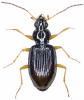 Bembidion italicum